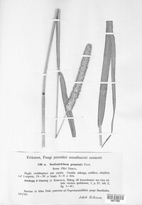 Graminopassalora graminis image
